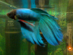 Fotoblog manns