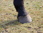 Fotoblog horta15