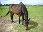 Fotoblog koniara51