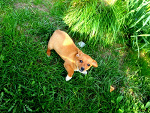 Fotoblog anqsxd