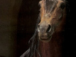 Fotoblog horse9