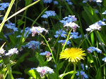 Fotoblog motylek05