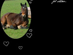 Fotoblog horsiary