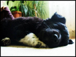 Fotoblog shara