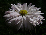 Fotoblog sillylife