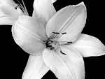 Fotoblog creme7