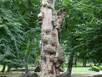 Fotoblog asterv
