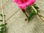 Fotoblog olap888