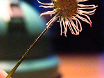Fotoblog foxi