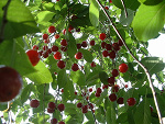 Fotoblog bobu