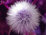 Fotoblog gottvoll