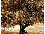 Fotoblog zora