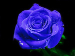 Fotoblog rozia126