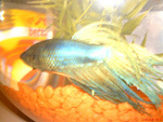 Fotoblog xxxkaskaxxxd