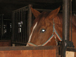 Fotoblog koniemaster