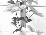 Fotoblog mala0492