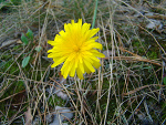 Fotoblog zielelenwglebicienia