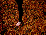 Fotoblog blackflowers