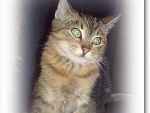 Fotoblog blondkitty