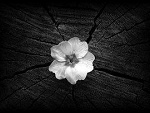 Fotoblog przyjaznforever