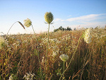 Fotoblog goldlips