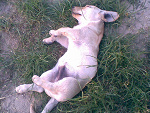 Fotoblog roza155