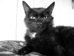 Fotoblog felisek