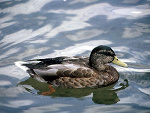 Fotoblog kaczuszka1