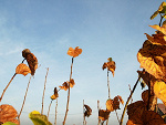 Fotoblog dzieckozszafy
