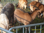 Fotoblog slodziutkakornelia