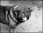 Fotoblog yasio