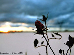 Fotoblog demenart
