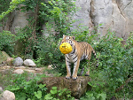 Fotoblog creative15
