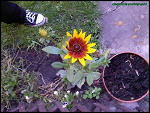 Fotoblog daemon78