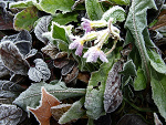 Fotoblog celatum