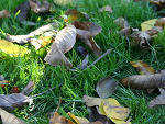 Fotoblog mojenoweja