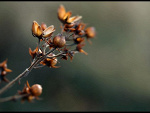 Fotoblog annaphotography