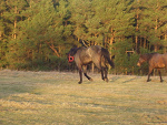 Fotoblog scarlettmoment