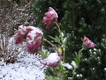 Fotoblog tyna410