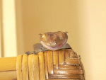 Fotoblog boa96