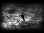 Fotoblog crazyteufel