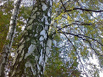 Fotoblog stasimona