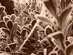 Fotoblog kamelia1401