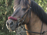 Fotoblog porterova
