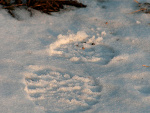 Fotoblog blind