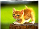 Fotoblog kociak00