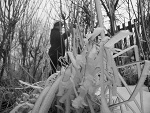 Fotoblog lemonzwengier