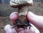 Fotoblog bondyrzpl