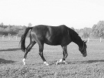 Fotoblog bombi09