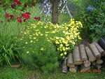 Fotoblog ladyartistic